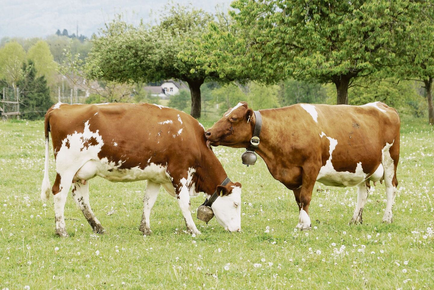 93 Prozent der Schweizer Milchkühe erfüllen die Kriterien für den Grünen Teppich.