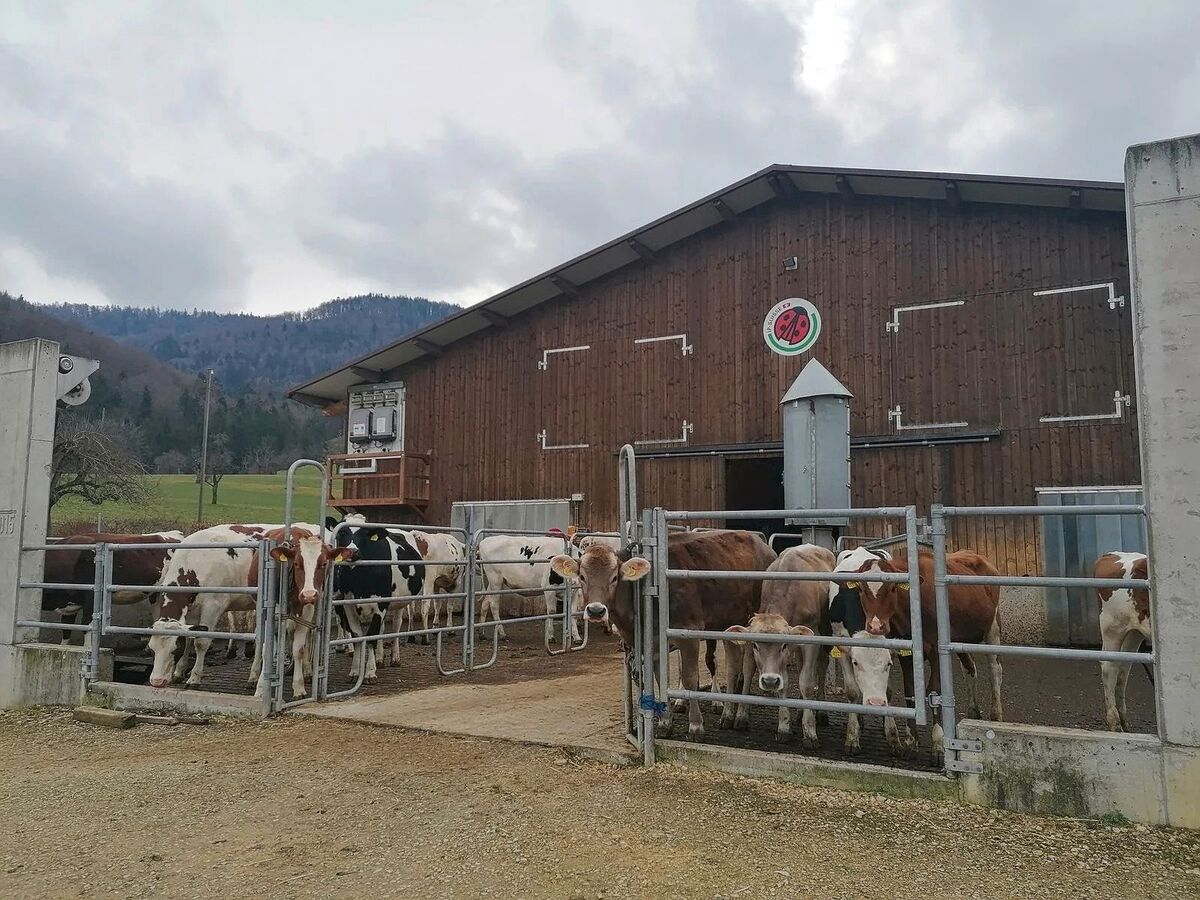 Ungenügende Fruchtbarkeit, Euter- und Zitzenerkrankungen und Probleme an Klauen- und Gliedmassen sind die häufigsten Abgangsursachen beim Milchvieh. Ihren Ursprung haben diese meist bereits in der Aufzucht.