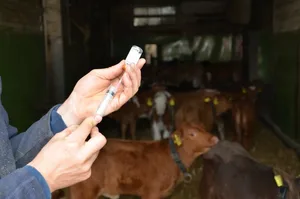 Zur Grundversorgung gehören notwendige Behandlungen, aber auch Kontrollen und Erhebungen zur Lebensmittelsicherheit, für den Tierschutz oder die Tierseuchenüberwachung. (Bild BauZ)