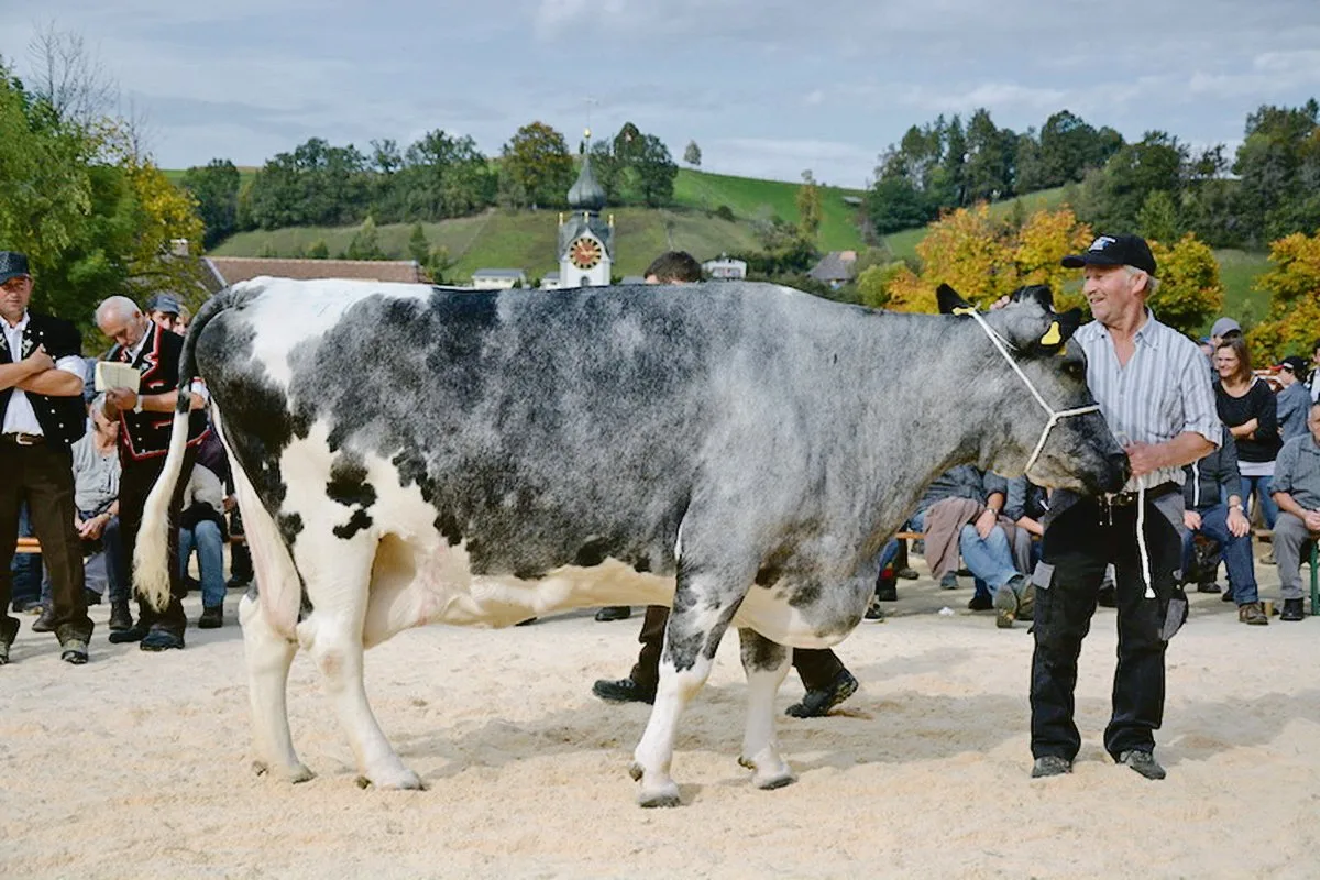 e109540e38787d569196489ff25f42932047c8b2 Die allerschönsten Kühe in einem Bestand scheinen nicht automatisch auch die Ältesten zu werden. (Bild sb)