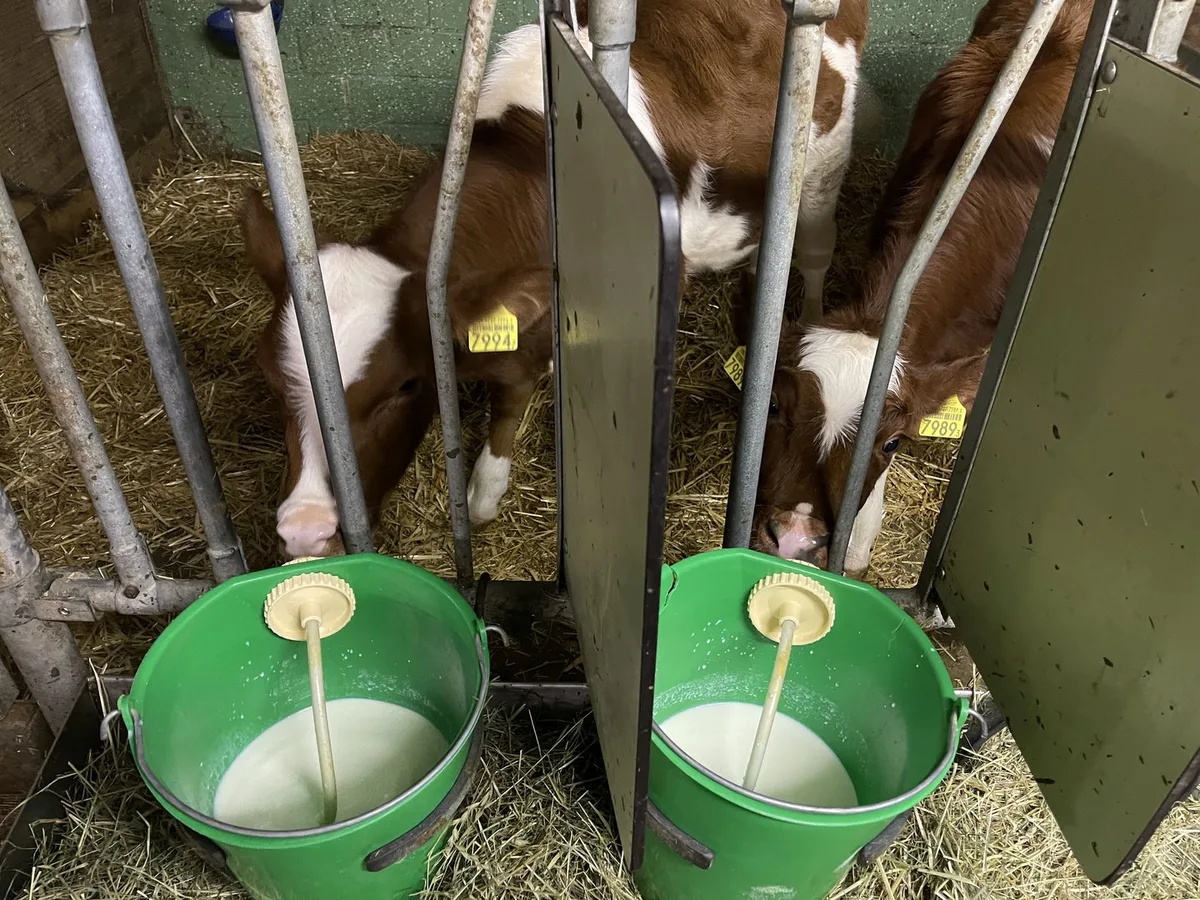 Fachmann_WO08-aem Kälbergesundheit: Soll man durchfallerkrankten Kälbern weiterhin Milch anbieten?