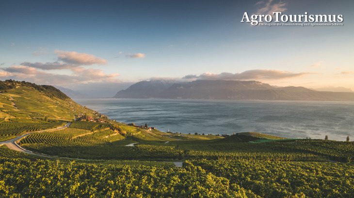 Die wunderschöne Weinbauregion Lavaux zwischen Lausanne und Vevey gehört zum Unesco-Weltkulturerbe. (Bild Schweiz Tourismus/Ivo Scholz)
