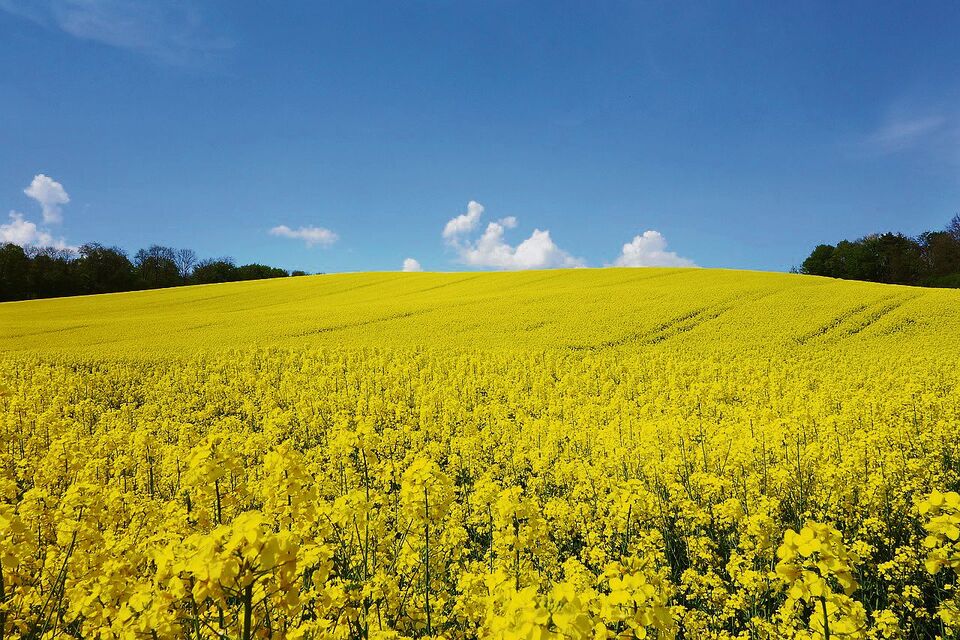Gelingt der Anbau, präsentiert sich der Raps in einheitlicher Blüte und erfreut so manch Auge und Insekt.
