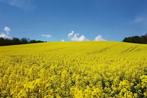 Gelingt der Anbau, präsentiert sich der Raps in einheitlicher Blüte und erfreut so manch Auge und Insekt.