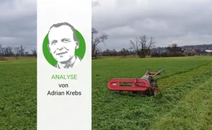 Symbol für das veränderte Klima: Ende November – die Bäume sind längst kahl – graste ein BauernZeitungs-Leser noch einmal ein.