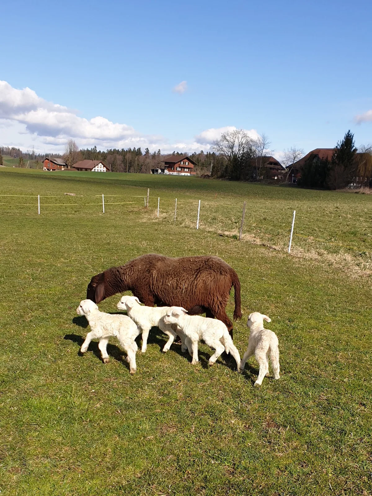 8fc8fc84891b3b5e7f77307794017344a07655da Familie Spycher freut sich über den unerwartet grossen Nachwuchs. (Bilder Franziska Spycher)