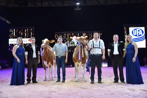 Als Grand Champion der Swiss Fleckviehschau ging schlussendlich Orlando Nikita (rechts) von Markus und Joel Fankhauser und Werner Sommer aus Süderen BE, vom Platz. Ihr folgte mit Hardy Bonny von der BG Jungen aus Kiental BE, die Reserve. Nikita wurde auch noch zur Supreme Champion der Zweinutzungsrasse.