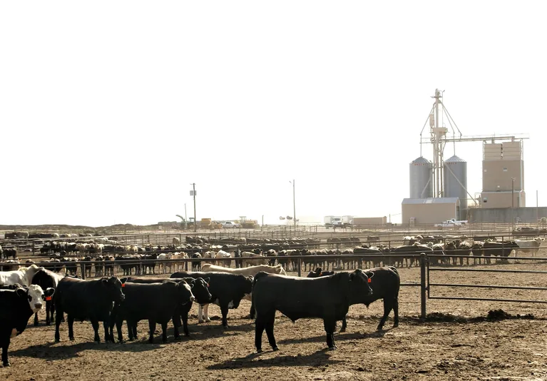 f77072a2d290d5c29328cb1ec3b43e8c3aab89c6 Wenig Platz für Agrobiodiversität: Feedlot in Texas. (Bild mr)