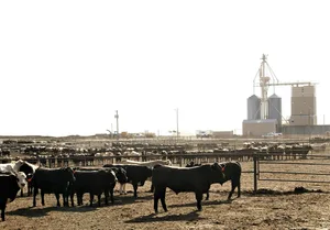 Wenig Platz für Agrobiodiversität: Feedlot in Texas. (Bild mr)