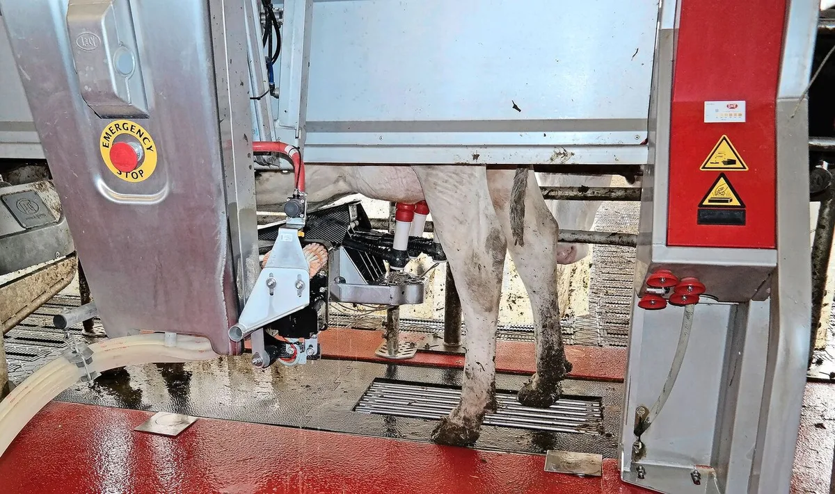 8d86aa83708344656ac703fef5c86bacab440b9c4d63fe34282ed9d473dec145 «Unter bestimmten Bedingungen»: Robotermilch für Gruyère AOP sei eine Option, sagt die Forschungsanstalt Agroscope.