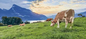 Das typische Idyll der Schweiz, wie hier im Berner Oberland: Berge, Seen und grüne Wiesen auf denen Simmentalerkühe weiden. Bald soll es auch genetisch hornlose Schweizer Simmentaler geben.
