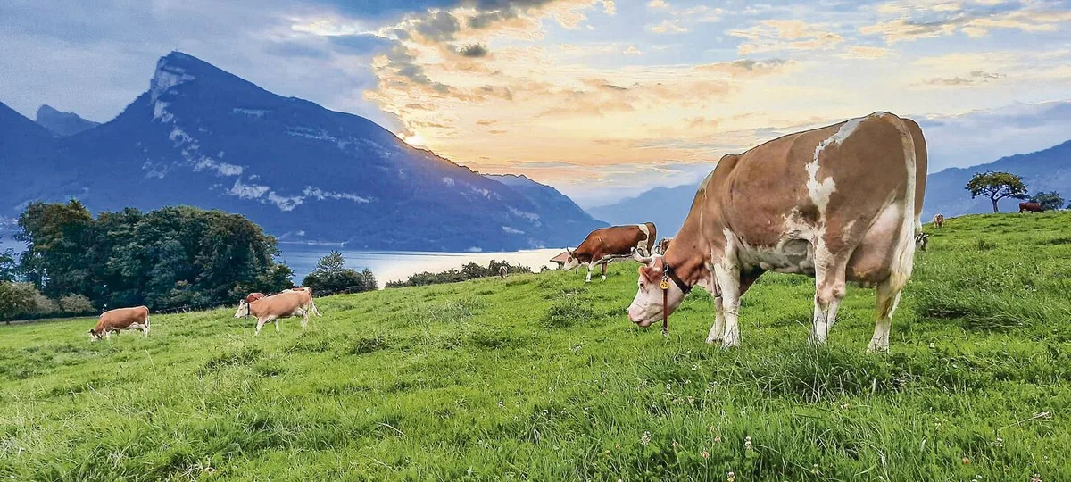 57f22dac00256cdd0f5a351c6c55bbc1a29530554177424455cf268bfbf50289 Das typische Idyll der Schweiz, wie hier im Berner Oberland: Berge, Seen und grüne Wiesen auf denen Simmentalerkühe weiden. Bald soll es auch genetisch hornlose Schweizer Simmentaler geben.