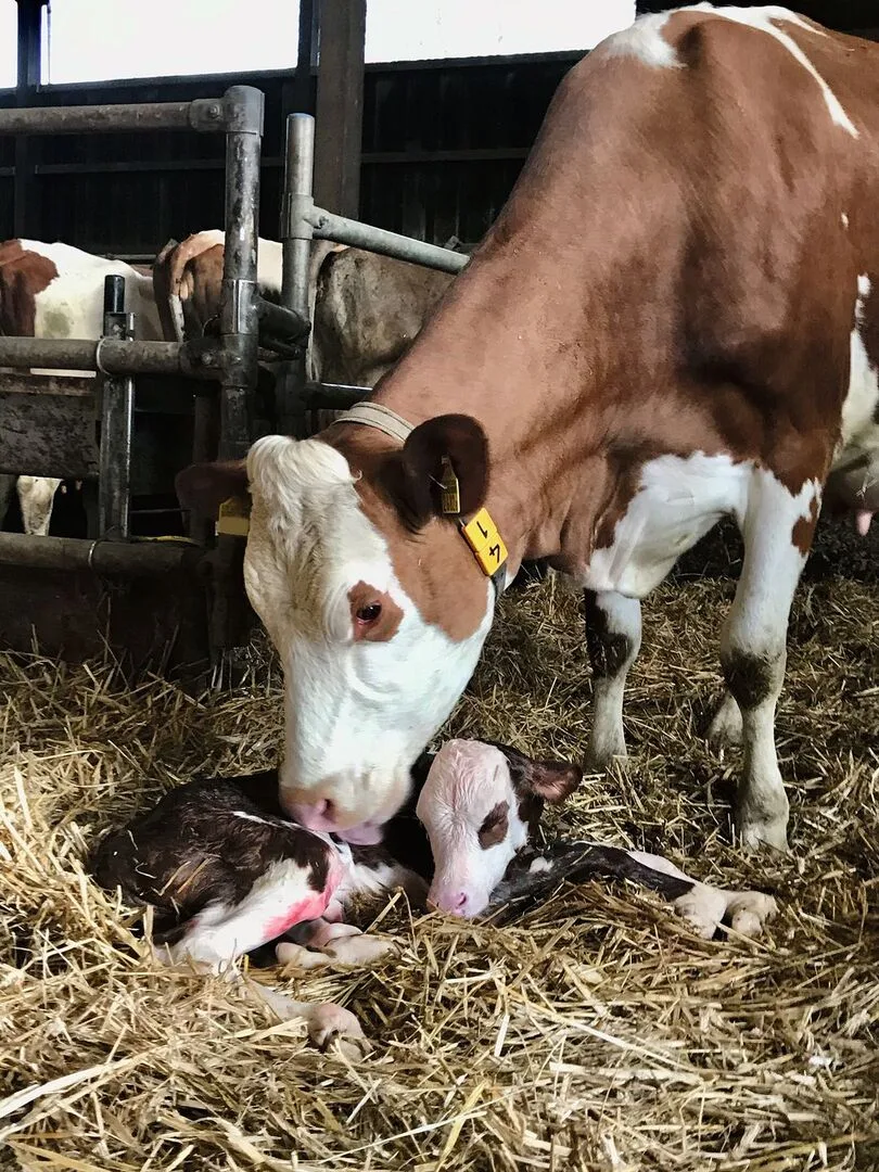 007b28e3150c77568b94f0e207c08619f1890ebee38dfed7c0505bf7d67a2e43 Eine Kuh schleckt ihr neugeborenes Kalb trocken.