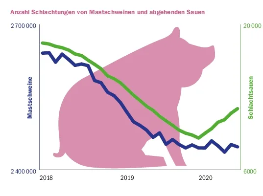 942c2e2fb790d4eb9f3e9f18226b81214c07967e Die Zahlen der Schlachtungen von Schlachtschweinen (blaue Linie) bleiben stabil auf tiefem Niveau. Die Schlachtungen der Schlachtsauen aus der Zucht (grüne Linie) nehmen zu. (Grafik BauZ Quelle Agristat)