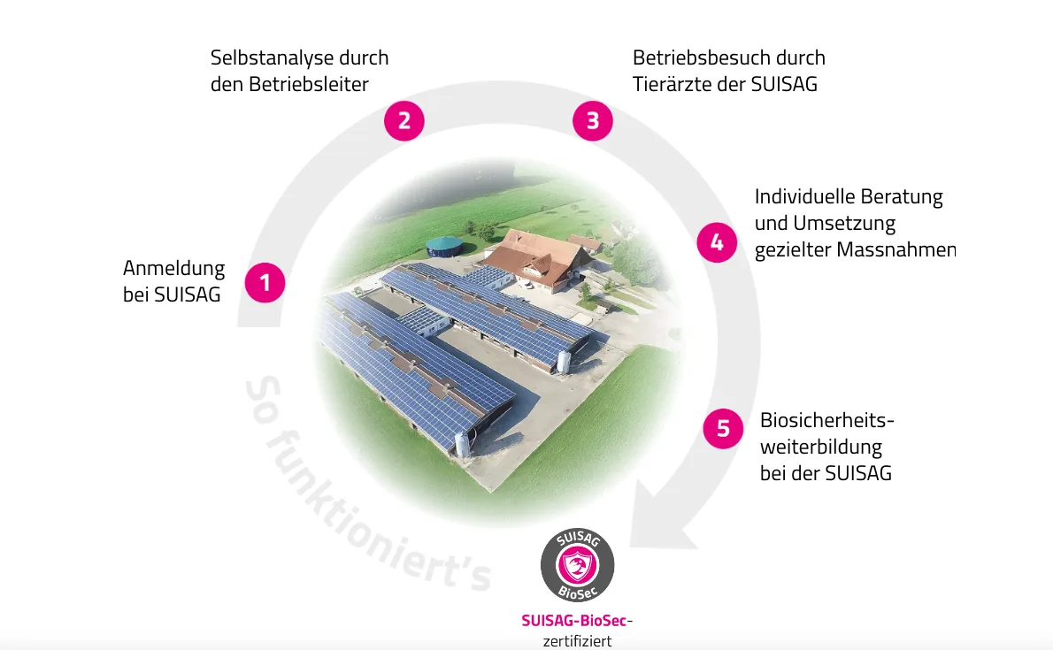 Suisag_BioSec Schweinebetriebe können sich für Biosicherheit zertifizieren lassen