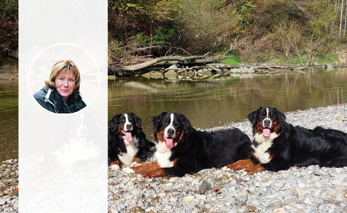 DG_online_Sennenhund_Nachgefragt Drei Berner Sennenhunde liegen nebeneinander auf dem Kiesstrand eines Flusses.