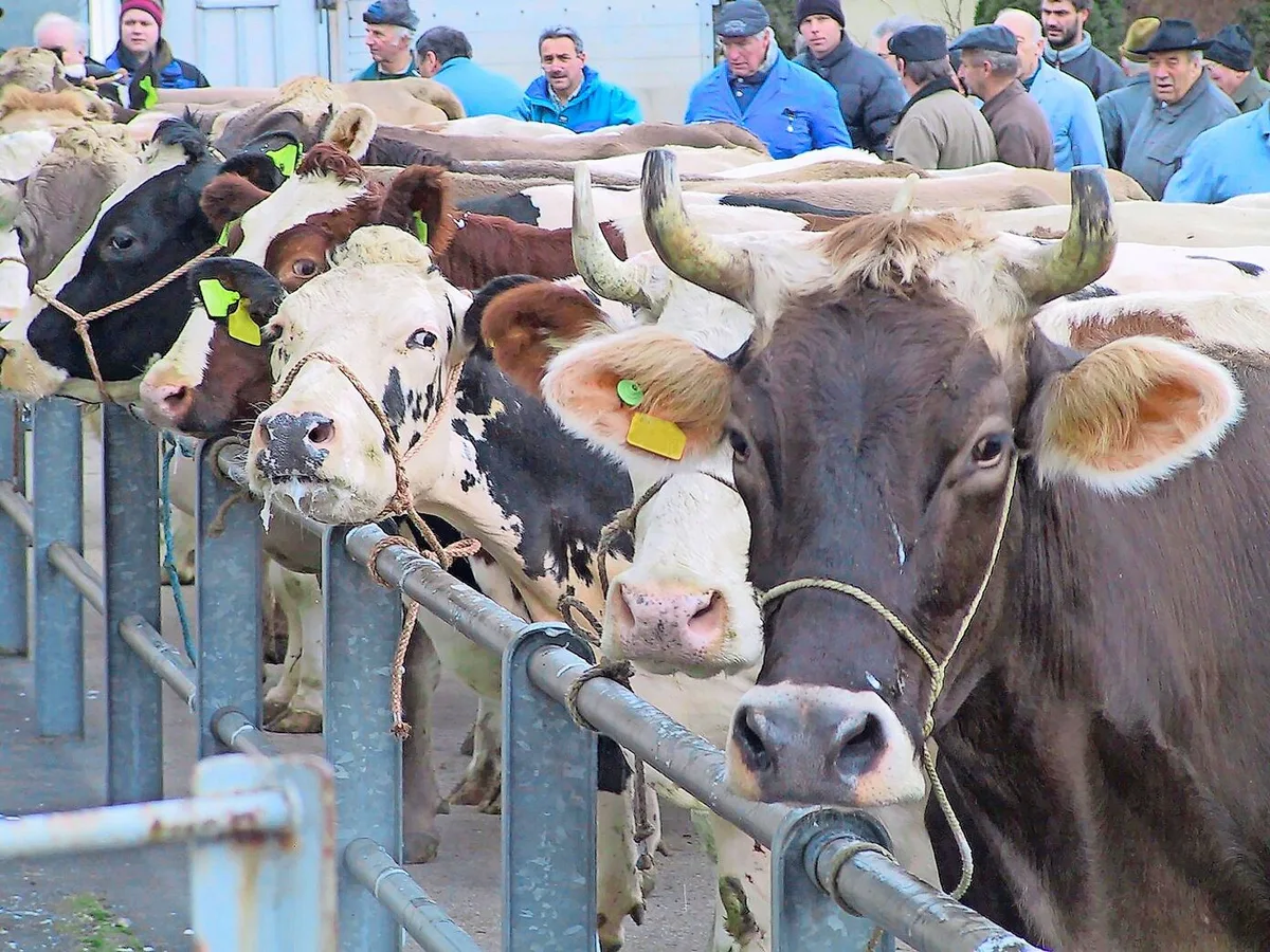 BVD: Öffentliche Märkte akzeptieren nur Tiere aus Betrieben mit grüner Ampel