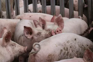 Vor allem Schweine und Geflügel werden grossteils das ganze Jahr in Ställen gehalten. Aufgrund der Körperwärme der Tiere liegen dort die Temperaturen mindestens zwei bis drei Grad über der Aussentemperatur. (Bild Ruth Aerni)