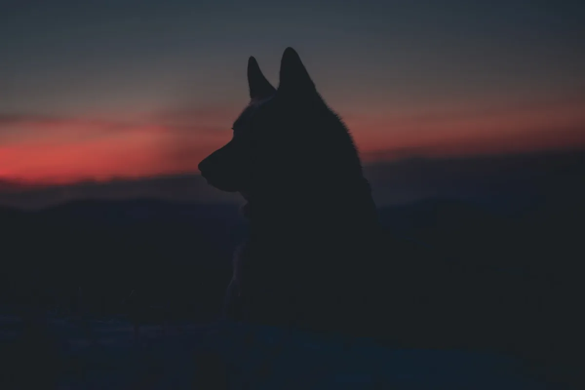 marek-szturc-8Ou3EZmTMWA-unsplash «Verstärkt eure Zäune und stallt die Tiere ein», warnt der Kanton Aargau