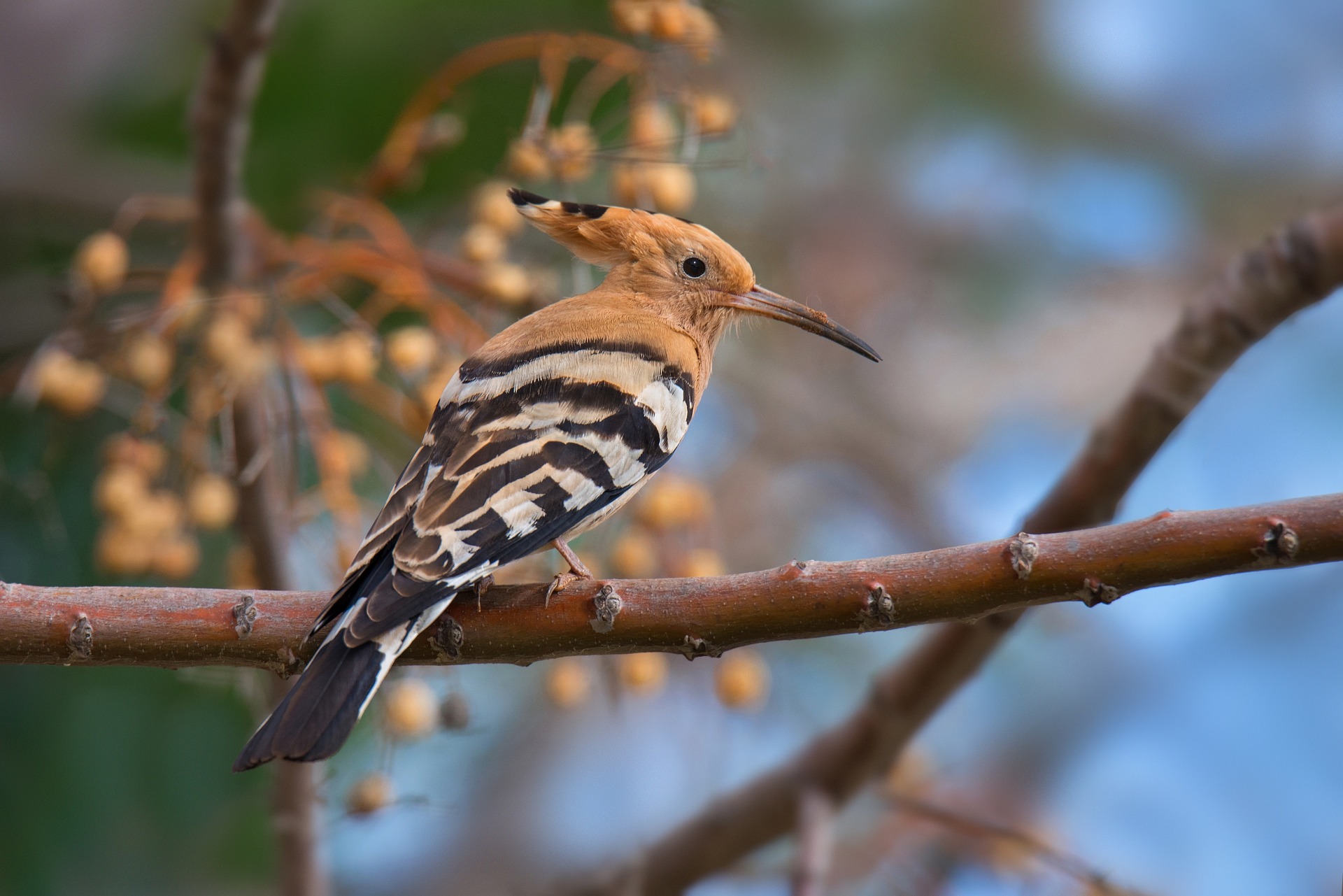 Die Klangkulissen durch Vogelstimmen sind leiser und eintöniger geworden