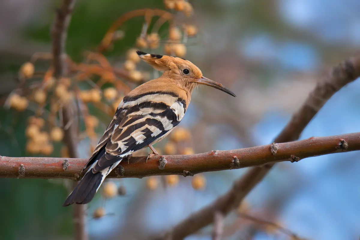 wiedehopf Die Klangkulissen durch Vogelstimmen sind leiser und eintöniger geworden