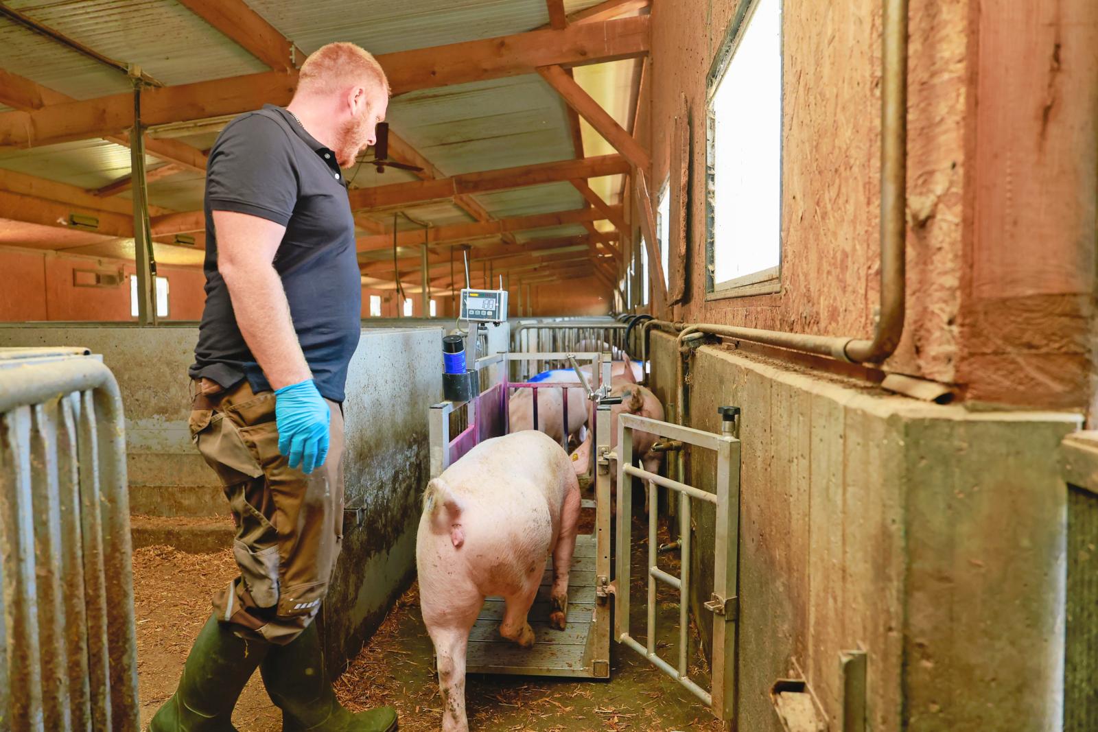 Landwirt Silvan Vogel wiegt seine Mastschweine mithilfe einer geeichten Einzeltierwaage, welche er im Treibgang platziert.