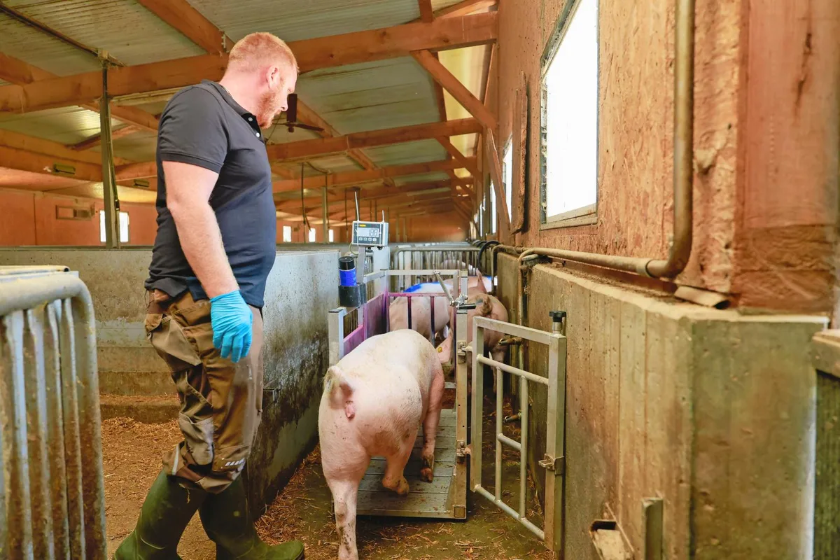 DG_25-08_TH1_Aufmacher_Ro__thlisberger Landwirt Silvan Vogel wiegt seine Mastschweine mithilfe einer geeichten Einzeltierwaage, welche er im Treibgang platziert.