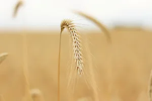 Um die inländische Getreideproduktion zu sichern, müsse unter anderem der Grenzschutz erhöht werden, so eine der Forderungen des BEBV.