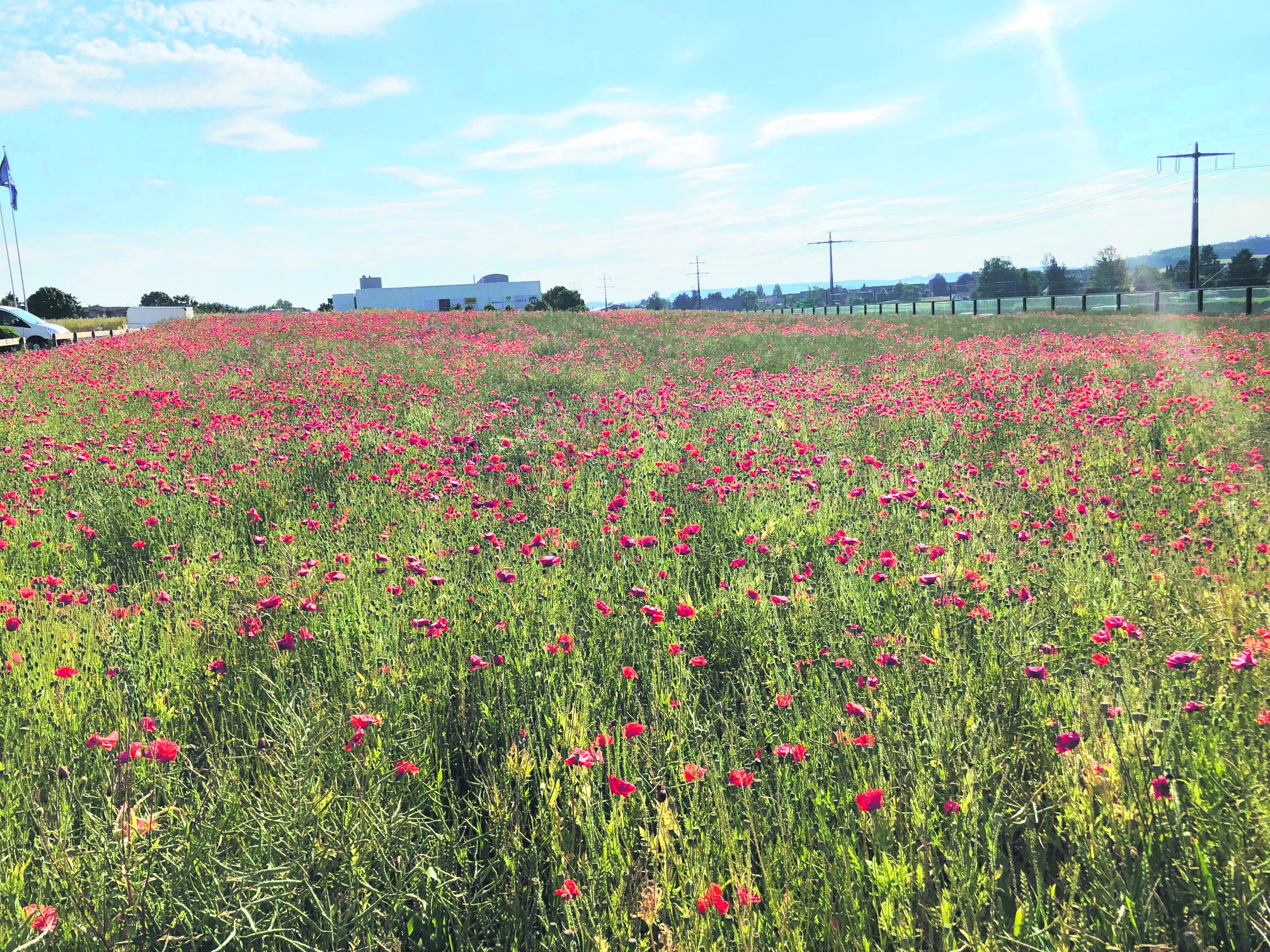 Mohn im Feld ist kein Grund zur Sorge