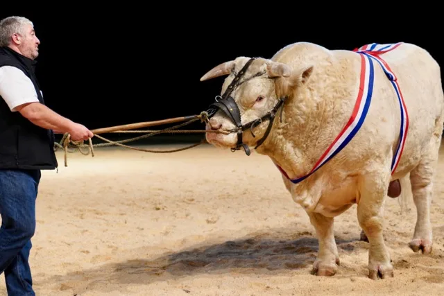 ef85ebee164b04a8c24e266dc1e84253d86caea4 Die Ausstellung der Kolosse. Der schwerste Charolais-Bulle brachte satte 1470 kg auf die Waage. Weitere Bilder in der Bildergalerie. (Bild Martina Rüegger)