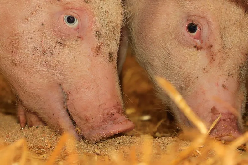 8aaf5ef71891277fbfe6fe024df86e6549db13c4 Der Handel sowohl von lebenden Tieren als auch von Samen, Tiernahrung, Fleisch und Nebenprodukten solle aufrechterhalten bleiben. (Bild Peter Röthlisberger)