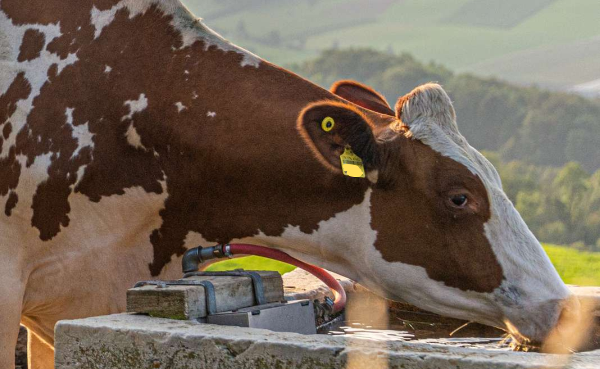 Die Hitze ist im Anmarsch: Tipps für das 35-Grad-Wochenende