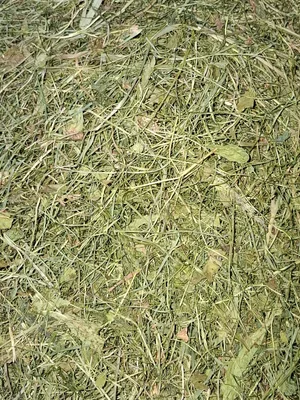 Bei der Heutrocknung ist die Luftfeuchte beim Belüften entscheidend für die Futterqualität. Besonders bei fast trockenem Heu besteht Gefahr einer Wiederbefeuchtung.
