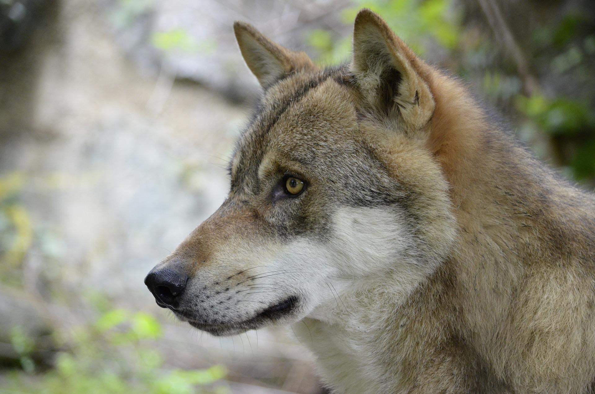 Kanton Glarus verfügt Abschuss von Einzelwolf