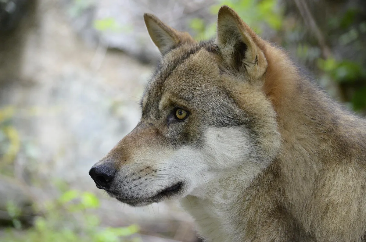 Kanton Glarus verfügt Abschuss von Einzelwolf