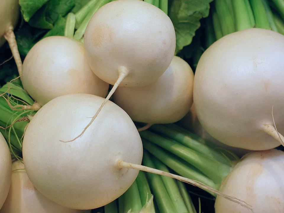 radish-1342723_960_720_pb Rettich – scharfes Gemüse mit Heilkräften