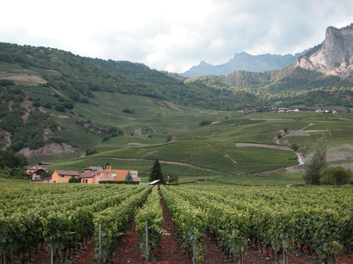 Der Löwenanteil der Gelder zur Stützung des Weinmarkts fliessen in den Kanton Wallis mit seinen grossen Anabaugebieten. (Bild BauZ)