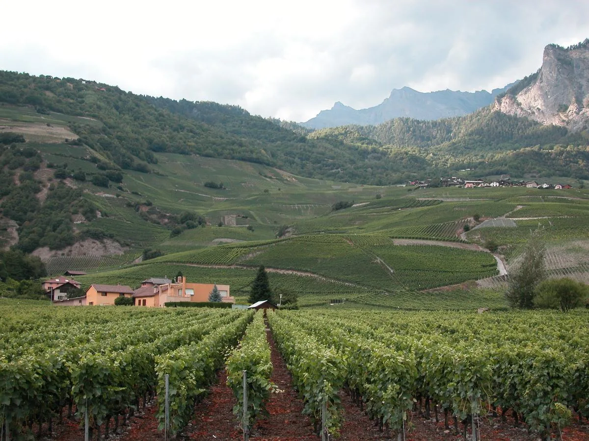 Der Löwenanteil der Gelder zur Stützung des Weinmarkts fliessen in den Kanton Wallis mit seinen grossen Anabaugebieten. (Bild BauZ)