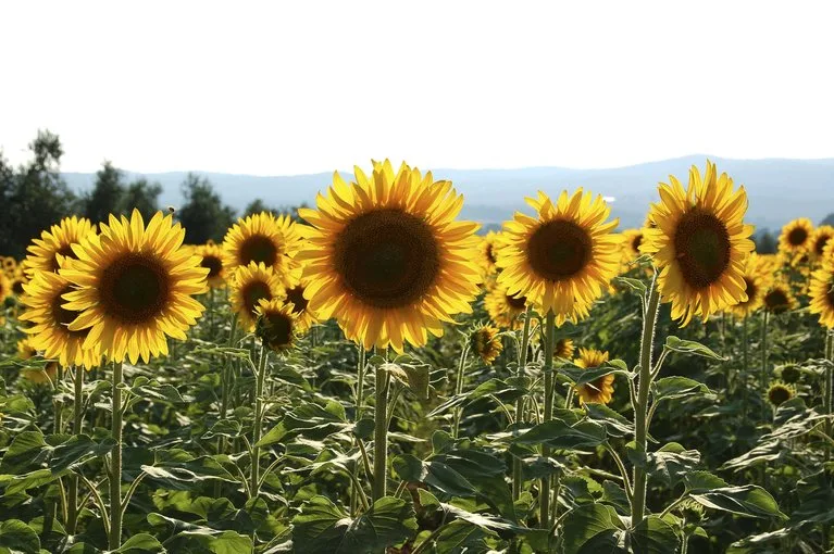 c8ea77318596837cc90171a7de363e588ebc64c9 Die Einführung von Beiträgen für eine vielfältige Landwirtschaft hat die Produktion von Sonnenblumen in den letzten Jahren angekurbelt. (Bild landwirtschaft.ch / Judith Beyeler)