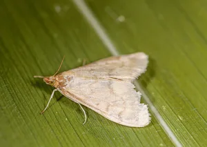 Das Maiszünsler-Weibchen legt bis zu 20 Eier ab. Aus ihnen entwickeln sich die gefährlichen Larven, die sich in den Maisstängel einbohren und die Maispflanze dadurch schädigen. (Bild Biotop)