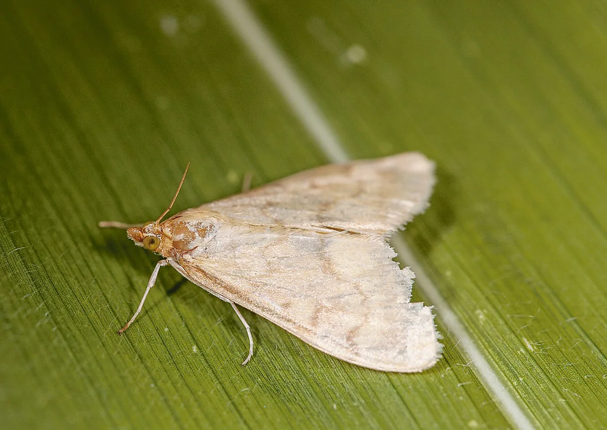 e9bddbcd137b48ba2d93278d47ffed1668903204 Das Maiszünsler-Weibchen legt bis zu 20 Eier ab. Aus ihnen entwickeln sich die gefährlichen Larven, die sich in den Maisstängel einbohren und die Maispflanze dadurch schädigen. (Bild Biotop)
