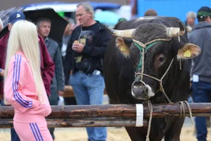 Am Zuger Stierenmarkt kommen sich die städtische Bevölkerung und die imposanten Stiere näher.