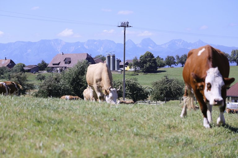 Beim Bundesgericht ist eine Beschwerde eingegangen weil die Resultate einer Schmerz-Studie seit letzen Sommer bekannt waren, aber erst nach der Abstimmung veröffentlicht wurden. (Bild ji/lid)