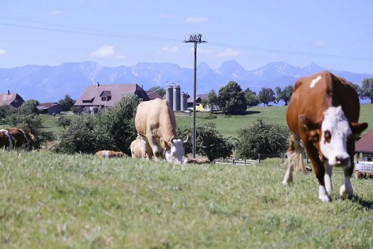 bef1c168ddb6709a712ca0f3405e62ae105ef378 Beim Bundesgericht ist eine Beschwerde eingegangen weil die Resultate einer Schmerz-Studie seit letzen Sommer bekannt waren, aber erst nach der Abstimmung veröffentlicht wurden. (Bild ji/lid)