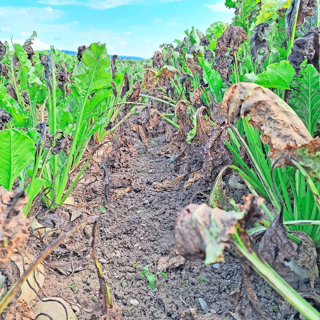 Die schwierigen Bedingungen haben ihre Spuren auch an den Zuckerrüben hinterlassen. Krankheiten wie Cercospora und SBR behindern die Zuckereinlagerung der Rüben.