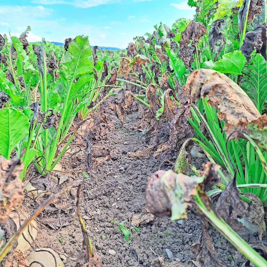 Die schwierigen Bedingungen haben ihre Spuren auch an den Zuckerrüben hinterlassen. Krankheiten wie Cercospora und SBR behindern die Zuckereinlagerung der Rüben.