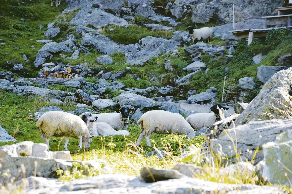 45fd86770d9a22ecc4795362638a1531bc371827 Um die Schafe vor dem Wolf zu schützen, werden oft auch Herdenschutzhunde eingesetzt. Diese garantieren aber keinen 100-prozentigen Schutz.(Bild Peter Fankhauser)