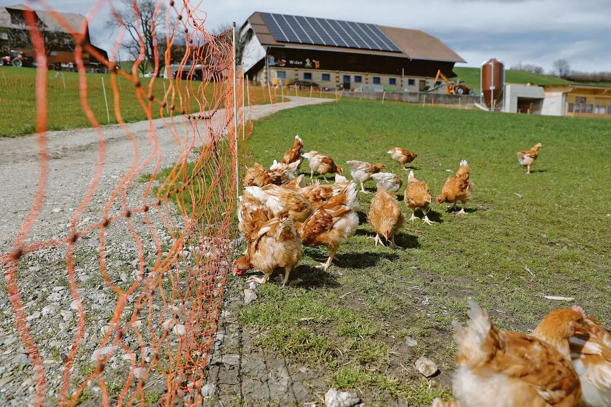 Diese Biopoulets geniessen ihren Weidegang sichtlich. Der fotografierte Betrieb produziert für Micarna.