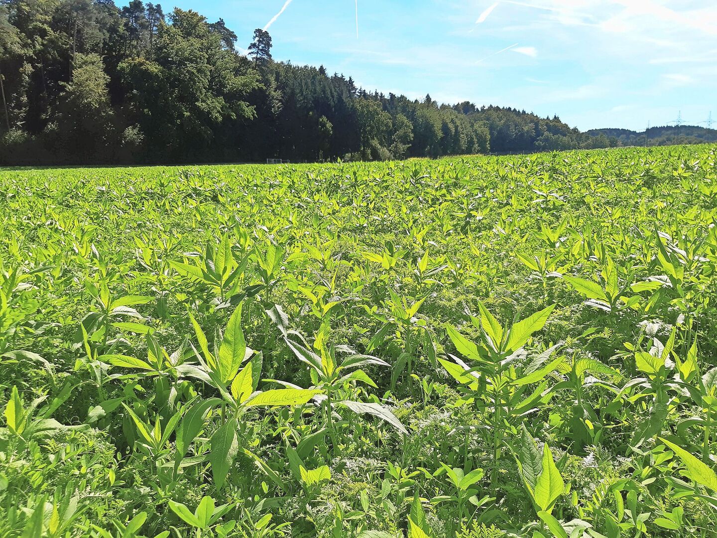 Gründüngungen fördern die biologische Aktivität im Boden und tragen zur Erhaltung der Bodenfruchtbarkeit bei.