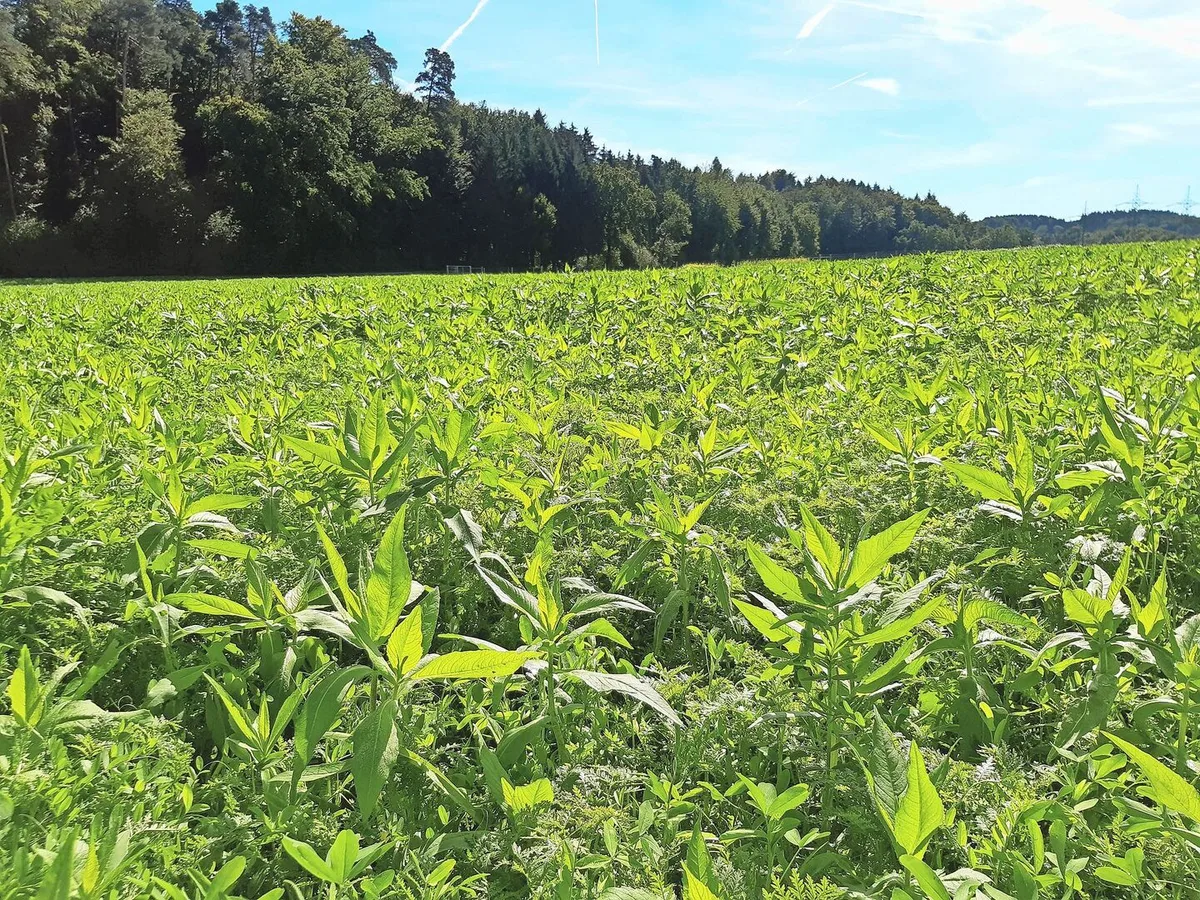Gründüngungen fördern die biologische Aktivität im Boden und tragen zur Erhaltung der Bodenfruchtbarkeit bei.